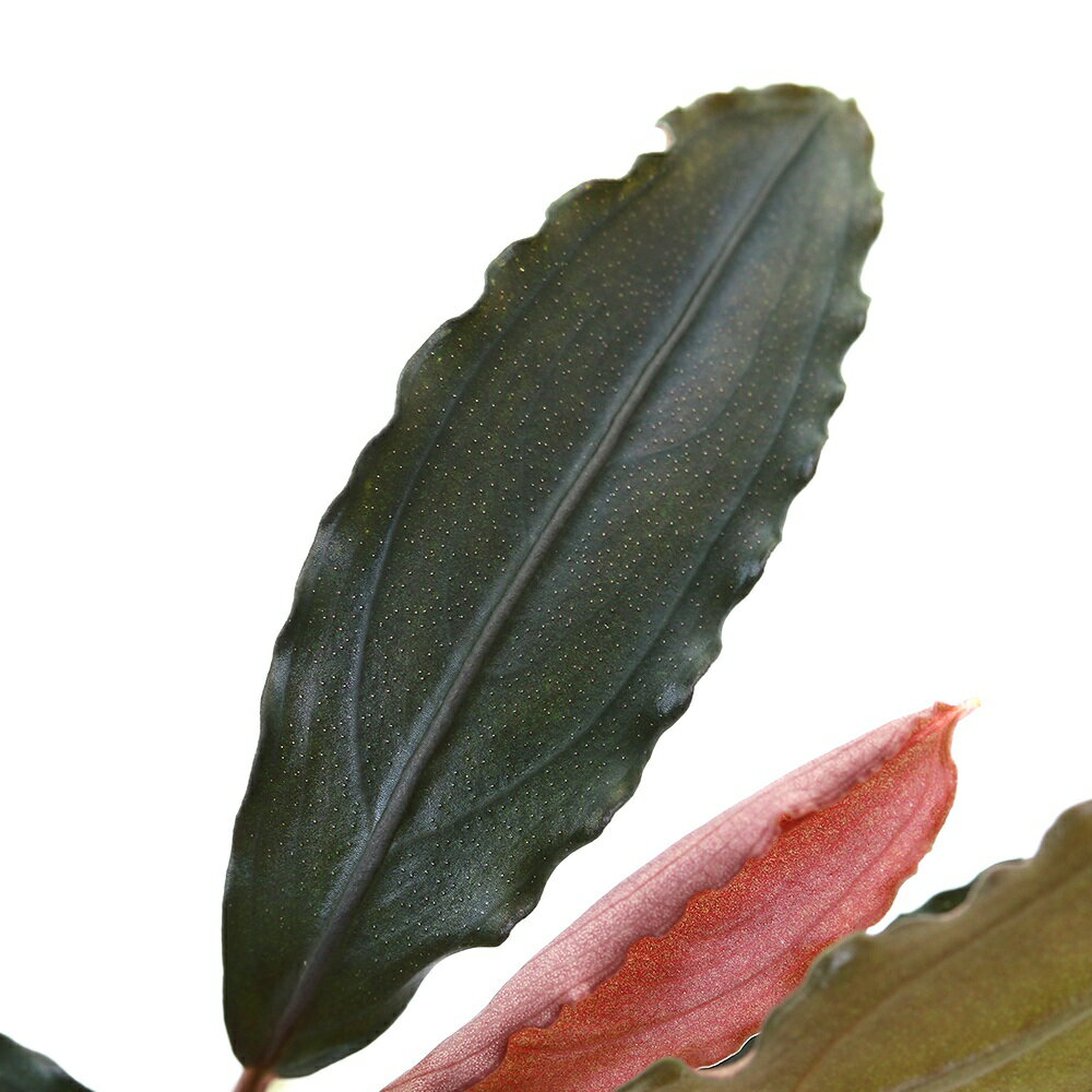 �ʿ���˥֥��ե����ɥ�sp�����󥬥������å롼�ȡ�C�����סʿ���աˡ�1����