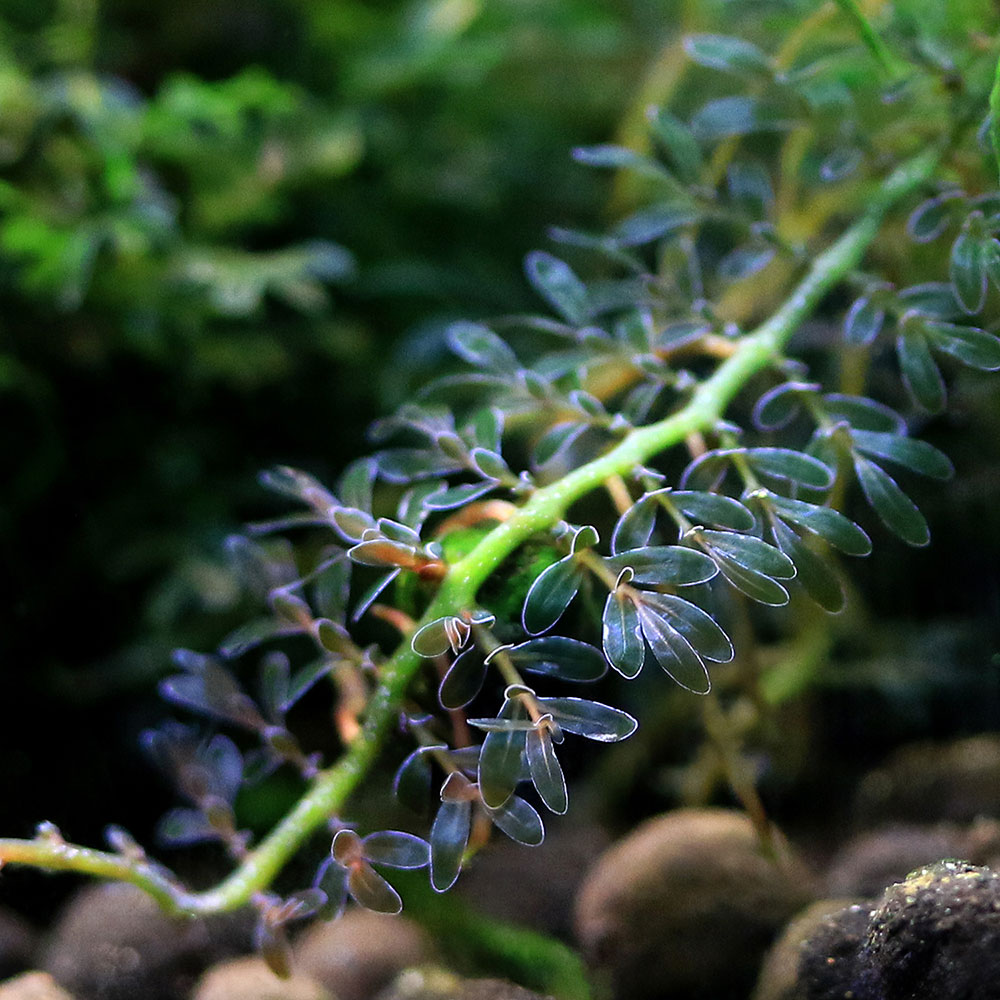 流通量の少ない珍奇植物といえる水草です！カワゴケソウ　緑　風山石付き発送サイズ（個）横幅約5cm程度※植物の高さを含みます。残留農薬状態無農薬別名ー学名（※）Terniopsis　sp．（※）…改良品種や学名が不明の種は流通名での記載の場合があります。分類カワゴケソウ科（Podostemaceae）テルニオプシス属（Terniopsis）分布東南アジアどんな種類？アクアライフで紹介された石や流木に活着する水草です。カワゴケソウ科はオトギリソウ科に近縁な、熱帯・亜熱帯地域に自生している被子植物で、現地では川底の石に活着して自生しており、川の流れが激しい環境にも適応しています。本種は東南アジアを原産とするトリスティカ亜科のカワゴケソウの仲間で、カワゴケソウ亜科とは違い、匍匐する葉らしい葉がしっかりと出るタイプの種類です。カワゴケソウ科の植物は栽培難種と言われていましたが、育成技術、育成環境の向上から昨今アクアリウムで流通し始めました。育成方法は水中で育成し、60cm水槽で3000lm程度の光量、CO2の添加ありもしくは無くても可、軟水の環境であれば維持することが出来ます。レイアウトにも使用でき、背が高くならない為、前景のワンポイントとして配置することが出来ます。また、流れが急な環境にも適応しているため排水パイプに近い場所などにも配置することができます。育成要件＆データ育成難易度　→　★★★★☆光量　　　　　→　60cm20W3灯以上（2400lm〜3200lm）CO2　　　　 →　1滴／3秒（60cm標準水槽相当）pH　　　　　　→　5〜7GH　　　　 　 →　0〜6kH　　　　　　→　0〜6温度　　　　　→　20〜26度底砂　　　　　→　ソイル推奨水槽　　→　30cm以上植栽位置　　→　前■■□□□後草姿　　　　　→　活着、匍匐性最大草姿　　→　−生長速度　　→　やや遅め増殖方法　　→　シュート※…育成環境は一例です。必ずしもこの環境下であれば育つことを確約するものではございません。注意※育成状況や土台の石のサイズにより発送サイズは若干差がございます。※枯れ葉や葉の黒ずみ、キズ・欠けがある状態での発送となる場合があります。お一人様3点限り　Leaf　CO2　ボンベ　74g　1本　炭酸ボンベ　汎用品　新瓶　二酸化炭素　水草育成　水草　水草水槽魚が簡単に飼える　リーフプロソイル　ノーマル　3L　熱帯魚　用品　お一人様9点限り（熱帯魚）オトシンクルス（3匹）　北海道・九州航空便要保温（エビ・貝）おまかせカノコ貝（3匹）　北海道・九州航空便要保温（水草）おまかせ水草詰め合わせパック　6種（計60本）（水上葉）（無農薬）（1パック）水草トリミング3点セット（水草）置くだけ簡単　ゼオライトリング（グレー）おまかせ有茎草5種（水上葉）（無農薬）（計5個）（水草）ミニサイズ　Plants　Arrangement　ザ　ボンサイ（水上葉）（無農薬）（1個）（熱帯魚）ビギナー向けおまかせコリドラス（5匹）　北海道・九州航空便要保温 … 水草　RS　20240218　2024zenki　活着　被子植物　カワゴケソウ科　Podostemaceae　テルニオプシス属　Terniopsis　珍水草　カワゴケソウ　トリスティカ亜科　活着系水草　Bolbitis　nano　y24m02■この商品をお買い上げのお客様は、下記商品もお買い上げです。※この商品には付属しません。■お一人様3点限り　Leaf　CO2　ボンベ　74g　1本　炭酸ボンベ　汎用品　新瓶　二酸化炭素　水草育成　水草　水草水槽魚が簡単に飼える　リーフプロソイル　ノーマル　3L　熱帯魚　用品　お一人様9点限り（熱帯魚）オトシンクルス（3匹）　北海道・九州航空便要保温（エビ・貝）おまかせカノコ貝（3匹）　北海道・九州航空便要保温（水草）おまかせ水草詰め合わせパック　6種（計60本）（水上葉）（無農薬）（1パック）水草トリミング3点セット（水草）置くだけ簡単　ゼオライトリング（グレー）おまかせ有茎草5種（水上葉）（無農薬）（計5個）（水草）ミニサイズ　Plants　Arrangement　ザ　ボンサイ（水上葉）（無農薬）（1個）（熱帯魚）ビギナー向けおまかせコリドラス（5匹）　北海道・九州航空便要保温