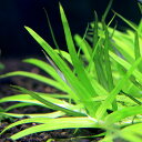 (水草)ヘテランテラ(パラグアイ産)(水中葉)(無農薬)(5本)