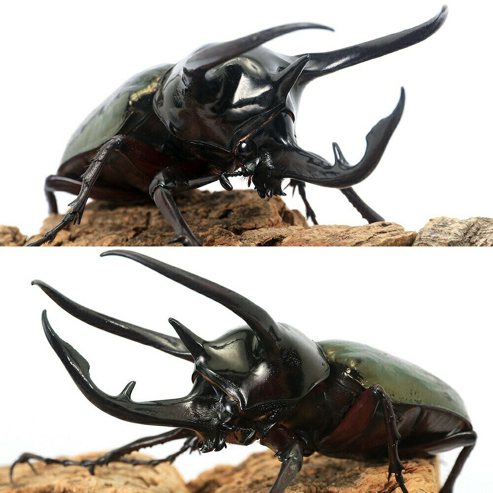 (昆虫)コーカサスオオカブトムシ 西ジャワ産 ...の紹介画像2