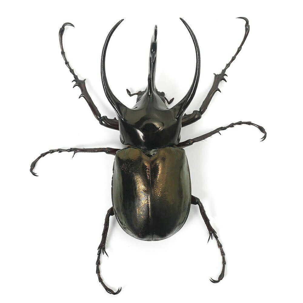(昆虫)コーカサスオオカブトムシ 西ジャワ産 ...の紹介画像3