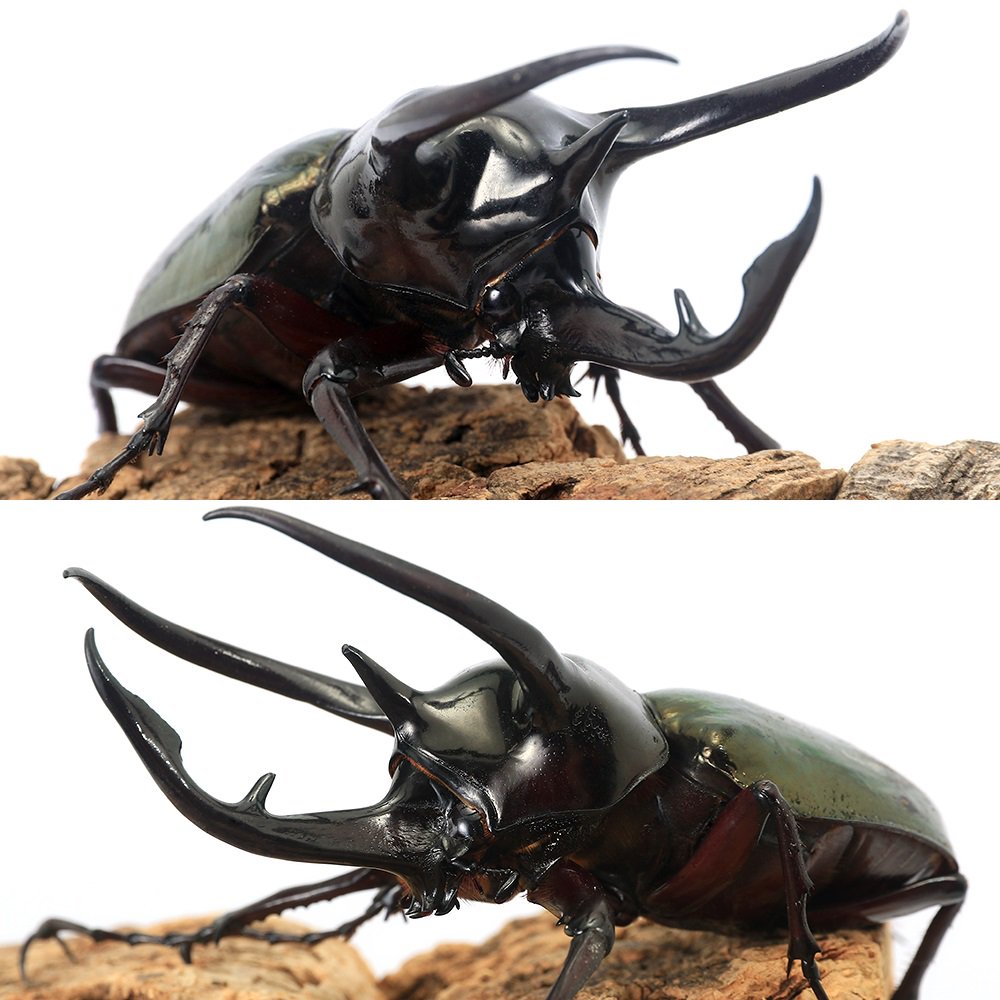 （昆虫）コーカサスオオカブトムシ（原名亜種）西ジャワ産　成虫　WD　100〜104mm...