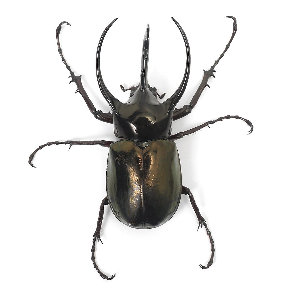 （昆虫）コーカサスオオカブトムシ（原名亜種）西ジャワ産　成虫　WD　100〜104mm...