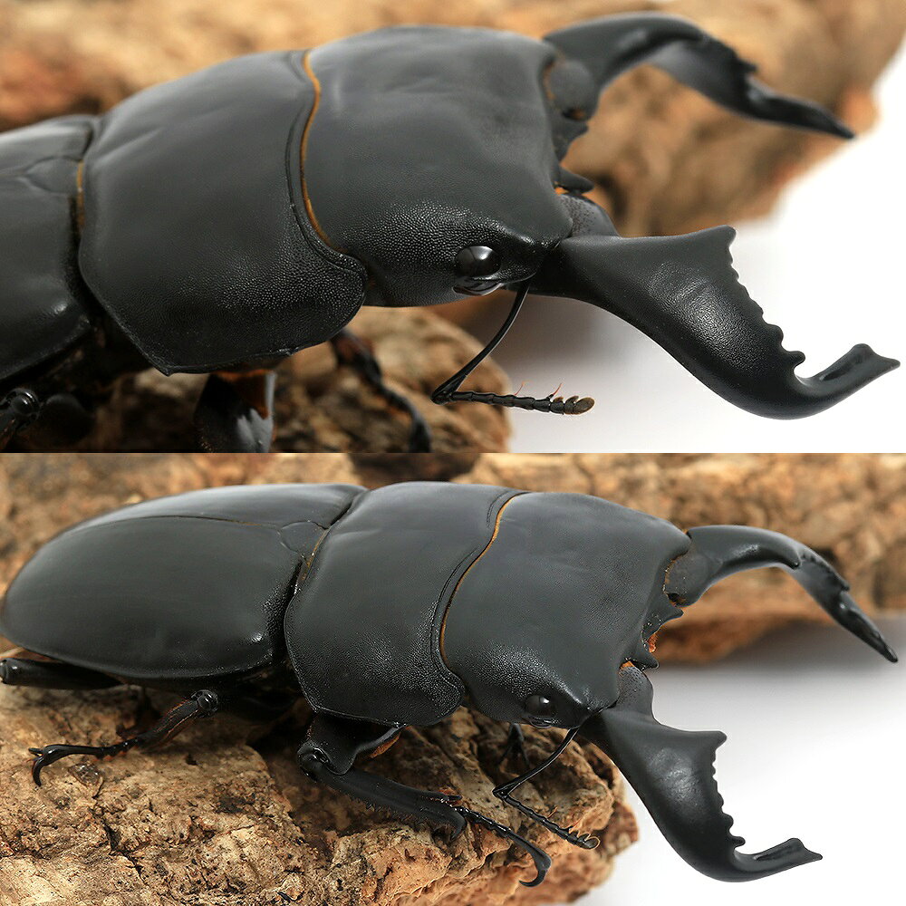 （昆虫）ダイオウヒラタクワガタ　東ジャワ　イジェン産　成虫　WD　70〜74mm（1ペア）　北海道・九州航空便要保温