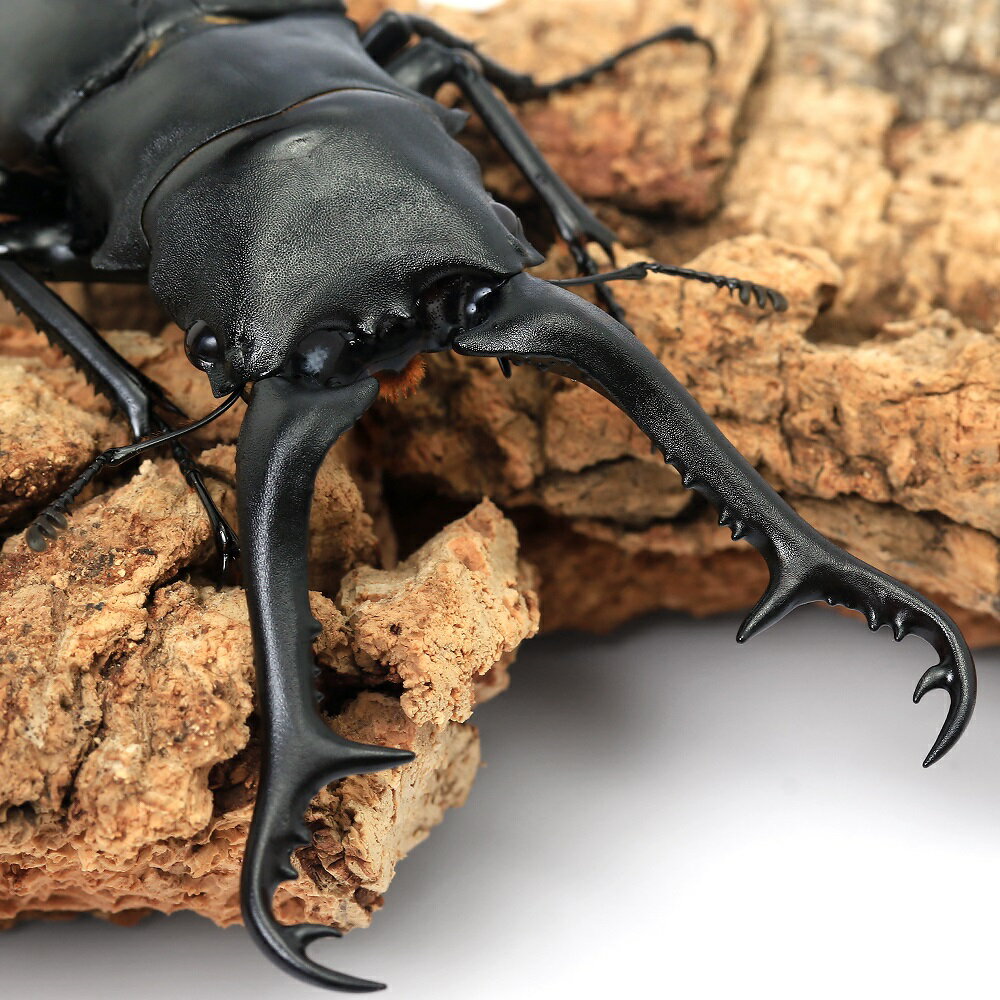 （昆虫）ギラファノコギリクワガタ（亜種ケイスケ）フローレス産　成虫　100〜104mm（1ペア）　北海道..