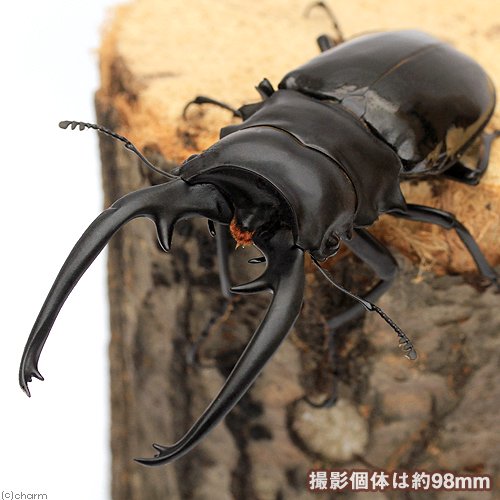 （昆虫）インターメディアツヤクワガタ　パラワン産　成虫　WD　95〜99mm（1ペア）