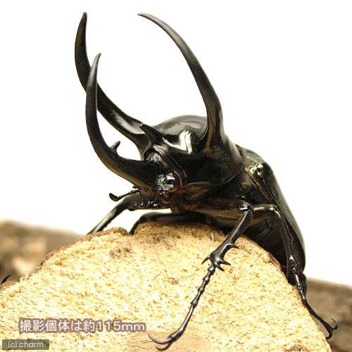 （昆虫）コーカサスオオカブトムシ（亜種kirbyi）マレーシア産　成虫　WD　105〜109mm（1ペア）　北海道・九州航空便要保温