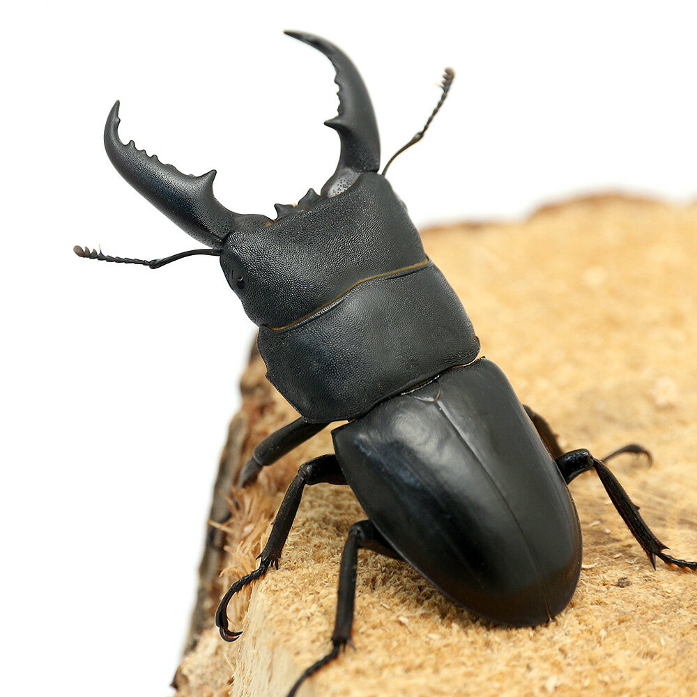 （昆虫）国産ヒラタクワガタ　愛媛県今治市産　成虫　WD　55〜59mm（1ペア）　北海道・九州航空便要保温