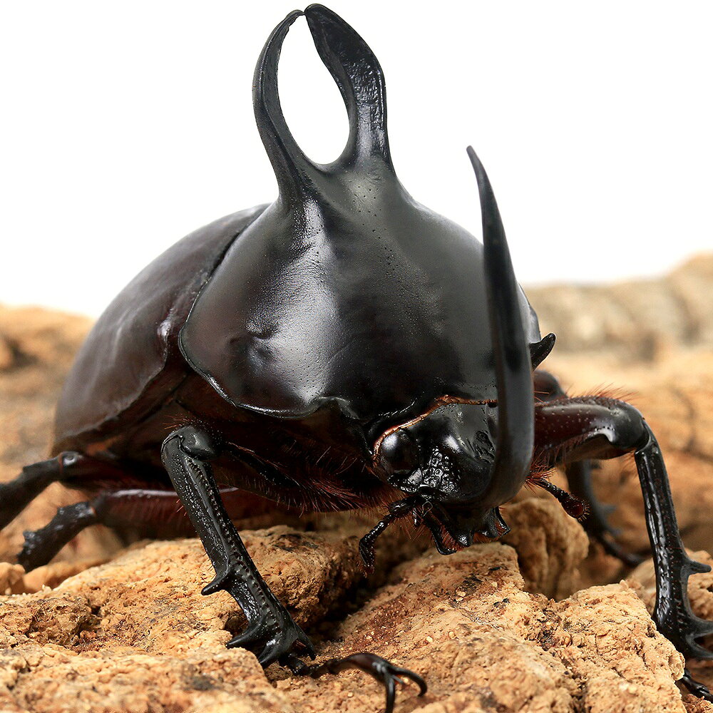 楽天市場】ラミレスゾウカブトの通販