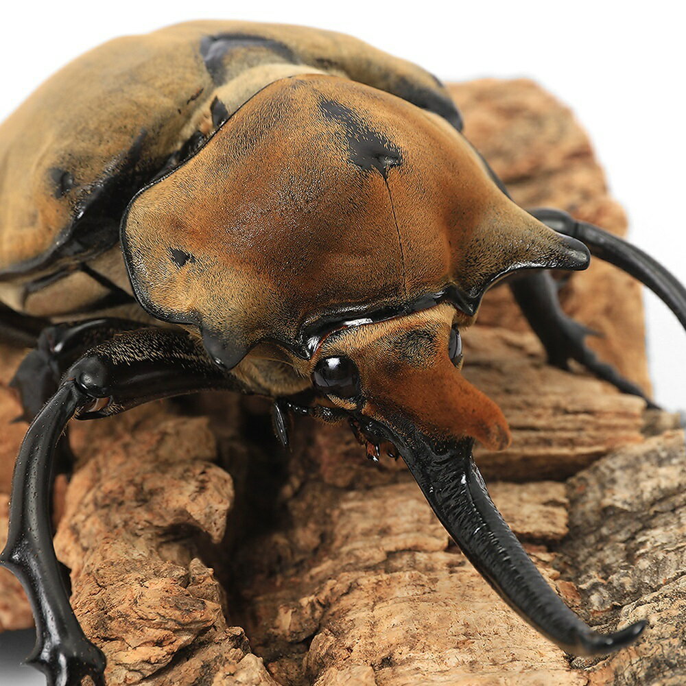（昆虫）エレファスゾウカブトムシ　メキシコ　カテマコ産　成虫　115〜119mm（1ペア）　北海道・九州..