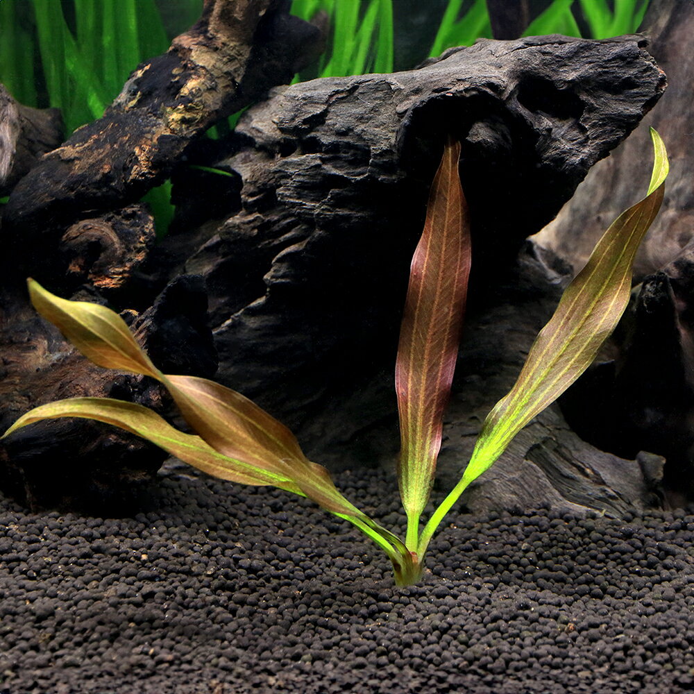 （水草）エキノドルス　レッドフェニックス（水中葉）（無農薬）（1株）