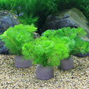 (水草)メダカ・金魚藻 ゼオライトリング(グレー)カボンバ ミニ(5個)