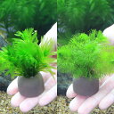 (水草)ゼオライトリング(グレー)金魚藻セット ミニ(1セット)