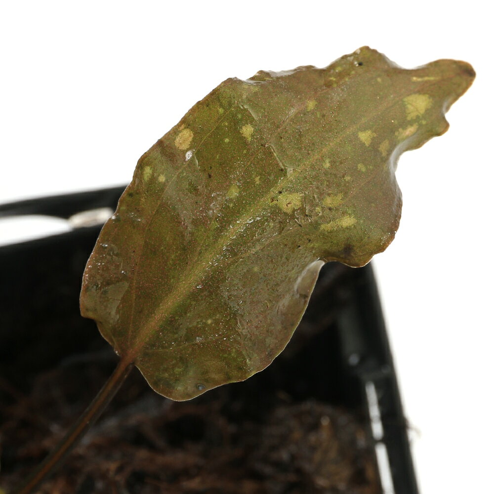クリプトコリネ　ビローサ発送サイズ約1cm〜学名（※）Cryptocoryne　villosa（※）…改良品種や学名が不明の種は流通名での記載の場合があります。分類サトイモ科（Araceae）クリプトコリネ属（Cryptocoryne）どんな種類？育成難易度　→　★★★☆☆クリプトコリネ　ビローサで入荷した株の増殖株です。育成はpH5〜6の弱酸性の環境を好むため、水槽育成ではソイル、水上育成ではピートモスを多く混ぜた用土や水苔を使用します。CO2添加を施した環境の方が葉が綺麗に育ち増殖し易いですが、無添加の環境でも育成可能です。クリプトコリネ類は28度以上の高水温や蒸れで葉が溶ける可能性が高まるため、通年を通して22〜26度程度の温度を維持します。本種は水上での育成が向いていますが、安定した環境であれば水槽内でも綺麗な水中葉を展開します。育成要件＆データ光量（LED）　→　60cm20W1灯以上（800lm〜）CO2　　　　 →　1滴／3秒（60cm標準水槽相当）pH　　　　　　→　5〜6．5GH　　　　 　 →　0〜3kH　　　　　　→　0〜3温度　　　　　→　20〜26度底砂　　　　　→　ソイル、砂、大磯推奨水槽　　→　30cm以上植栽位置　　→　前□□■■□後草姿　　　　　→　ロゼット型最大草姿　　→　40cm生長速度　　→　遅め増殖方法　　→　地下茎、株分け※…育成環境は一例です。必ずしもこの環境下であれば育つことを確約するものではございません。注意※表記サイズは1株（1本）でのおおよその目安です。育成環境や、成長の度合いにより最大サイズは異なります。野菜の土　天然樹皮培養土　クリプトモス　Sサイズ　8L　野菜　イチゴ用　お一人様11点限りGEX　水草一番サンド　8kg　（グリーン）　お一人様3点限り　ジェックス　ソイル水草工房メイキング　ブラックソイル　ノーマル　8L　お一人様3点限りアクロ　TRIANGLE　LED　GROW　600　3000lm　60cm水槽　照明　水草育成　熱帯魚　アクアリウム　ライトスリット鉢　マジカルポット　90　2．5号×30個　約300cc　肉厚　サボテンCO2フルセット　チャームオリジナルコンパクトレギュレーター　Cセット（3mm対応）　水草　CO2添加　おまけ付き … PF_SPQ　水草　クリプトとその近縁　ワイルド便　陰性水草　低光量　サトイモ科　Araceae　クリプトコリネ属　Cryptocoryne　villosa　ヴィローサ　ビロサ　KYS　y24m04　20240420■この商品をお買い上げのお客様は、下記商品もお買い上げです。※この商品には付属しません。■野菜の土　天然樹皮培養土　クリプトモス　Sサイズ　8L　野菜　イチゴ用　お一人様11点限りGEX　水草一番サンド　8kg　（グリーン）　お一人様3点限り　ジェックス　ソイル水草工房メイキング　ブラックソイル　ノーマル　8L　お一人様3点限りアクロ　TRIANGLE　LED　GROW　600　3000lm　60cm水槽　照明　水草育成　熱帯魚　アクアリウム　ライトスリット鉢　マジカルポット　90　2．5号×30個　約300cc　肉厚　サボテンCO2フルセット　チャームオリジナルコンパクトレギュレーター　Cセット（3mm対応）　水草　CO2添加　おまけ付き