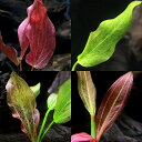 (水草)おまかせエキノドルス1種(水中葉)(無農薬)(1株)