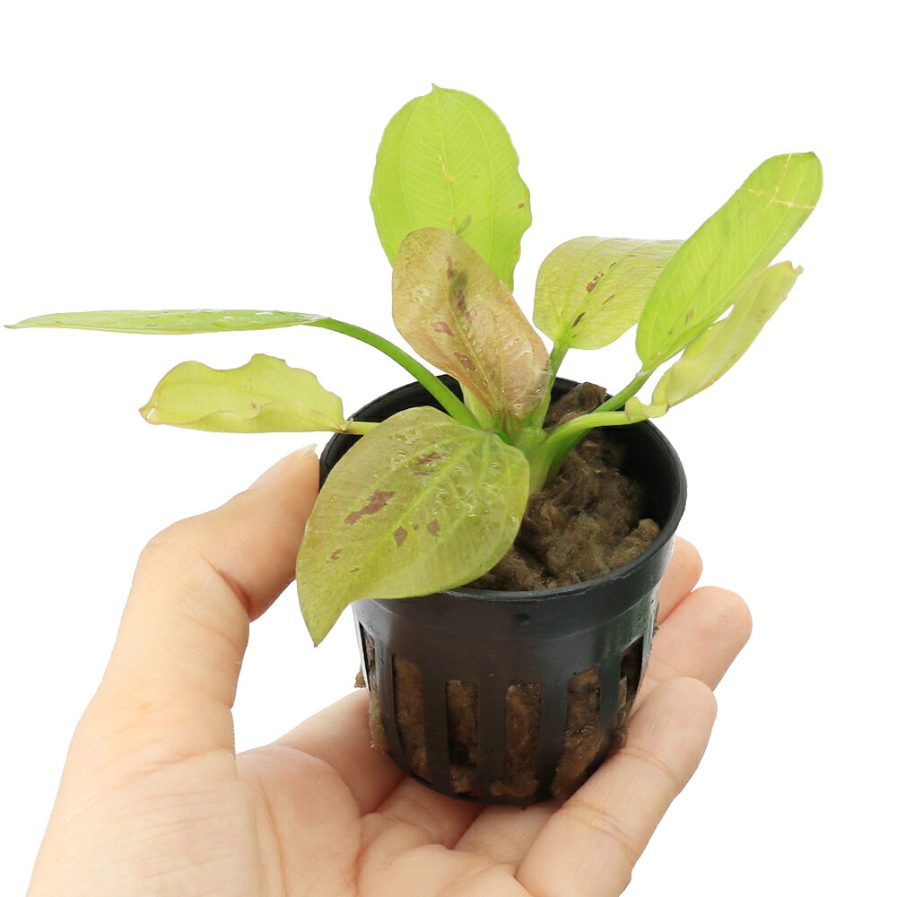 （水草）おまかせエキノドルス1種（水中葉）（無農薬）（1株）