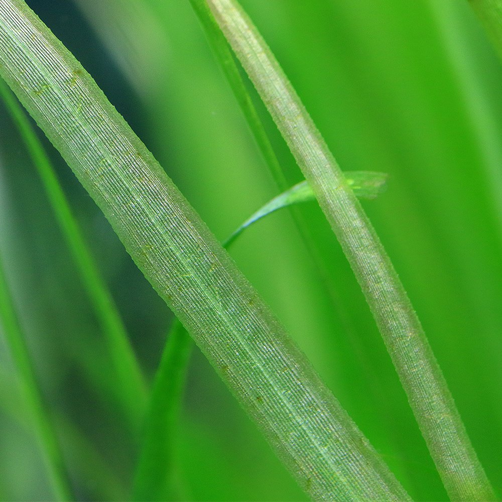（水草）バリスネリア　ヤコブシイ（無農薬）（3株）