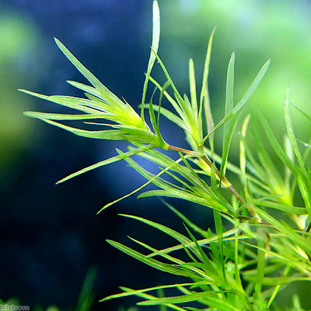 （水草）ナヤス（無農薬）（5パック）