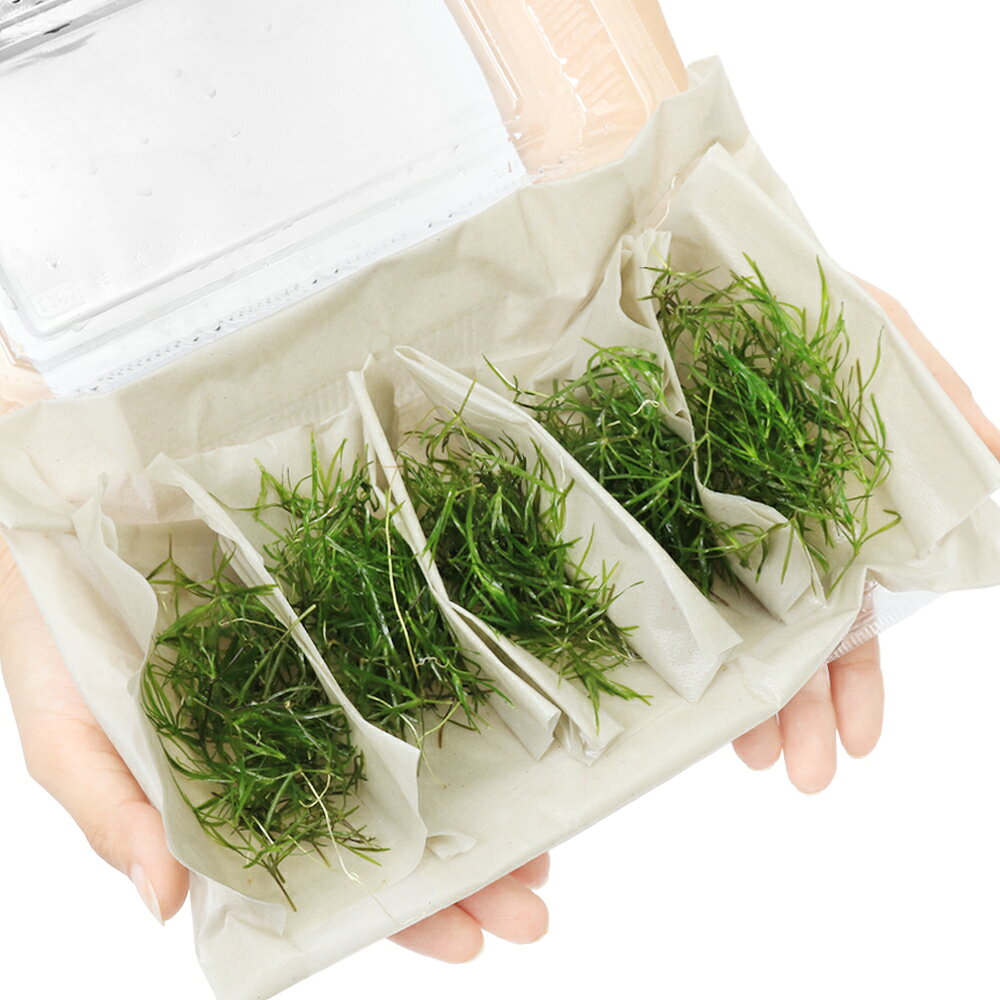 （水草）ナヤス（無農薬）（5パック）