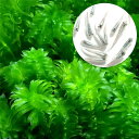 (めだか)(水草)メダカ・金魚藻 国産 アナカリス(無農薬)(5本)+幹之メダカ(6匹)