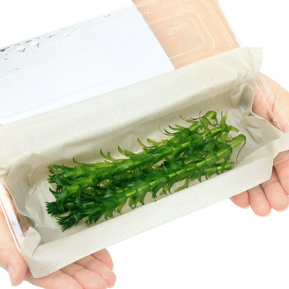 �ʤ�����ˡʿ���˥��������������񻺡����ʥ��ꥹ��̵�����ˡ�5�ܡˡܴ�Ƿ�������Ŵ���̡�5ɤ��