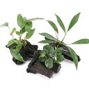 (水草)おまかせアヌビアス付 流木 SSサイズ(3本)(約10cm)