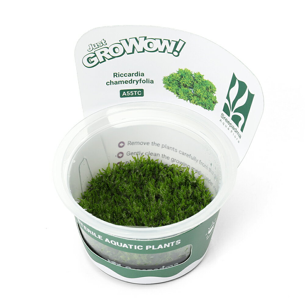 General - （水草）組織培養GROWOW！　プレミアムモス（無農薬）（1カップ）　A55 TC