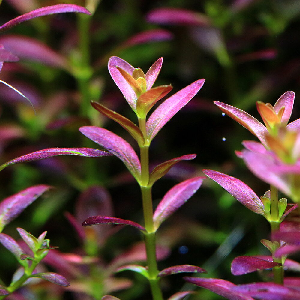 （水草）ロタラ　ラモシオール　フロリダサンセット（水中葉）（無農薬）（6本）