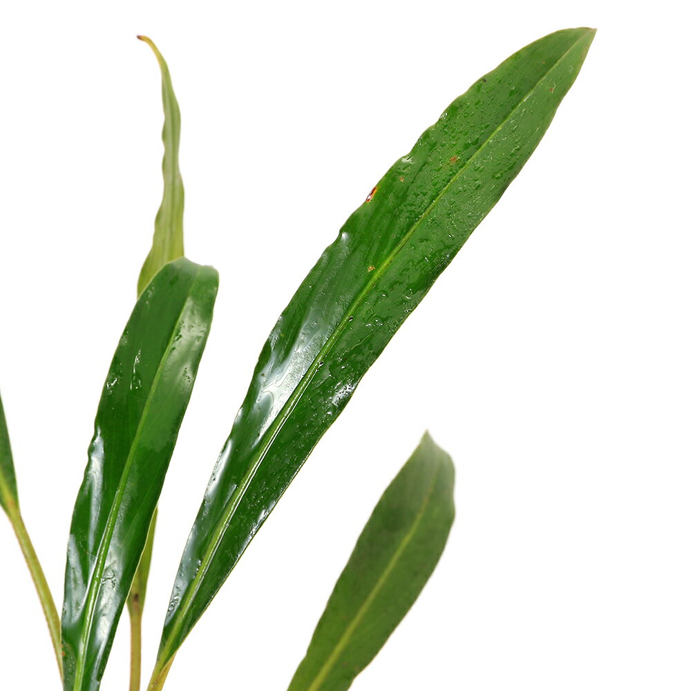 �ʿ���˥֥��ե����ɥ�sp����ȥ쥤�����ʡʿ���աˡ�1����