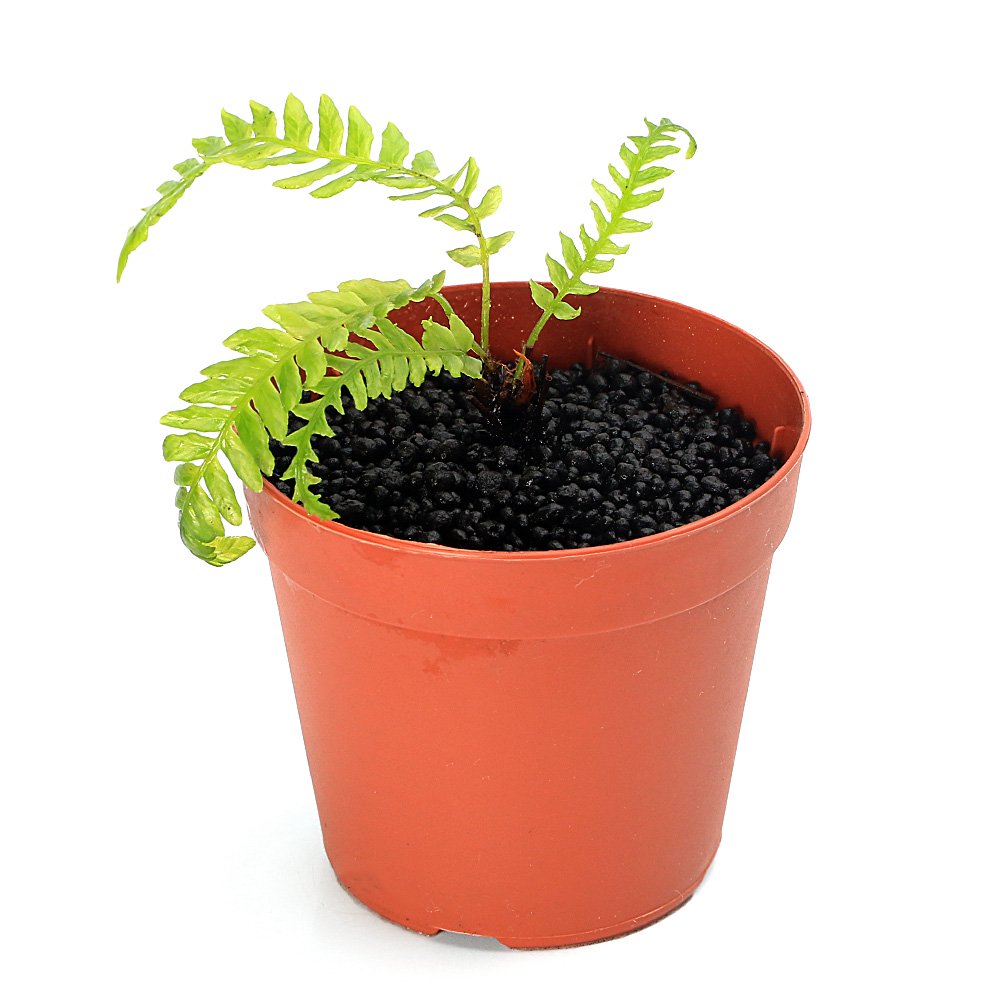ニューカレドニア固有の水生シダ植物です！一点物　ブレクナム　オブツサタム　フランシー　タイプB（1株）（405708）撮影日2026年5月14日※画像より成長してのお届けとなる場合がございます。ご了承の上お買い求めください。発送サイズ（2．5号ポット）直径約7．5cm程度残留農薬状態無農薬別名-学名（※）Blechnum　obtusatum　var　francii（※）…改良品種や学名が不明の種は流通名での記載の場合があります。分類シシガシラ科（Blechnaceae）ヒリュウシダ属（Blechnum）分布ニューカレドニアどんな種類？アクアライフで紹介されて脚光を浴びたニューカレドニア固有種のシダ植物です。流通量が少なく、長期維持の育成方法もあまり確立されていない栽培難種です。水中で育成することが出来、60cm水槽で3000lm程度の光量、CO2の添加あり、軟水の環境であれば維持することが出来ます。新しい水を好む傾向があり、水換えの頻度を上げるなどが効果的かと思います。弊社では水上ミスト管理を行っております。育成要件＆データ育成難易度　→　★★★★☆光量　　　　　→　60cm20W3灯以上（2400lm〜3200lm）CO2　　　　 →　1滴／3秒（60cm標準水槽相当）pH　　　　　　→　5〜7GH　　　　 　 →　0〜6kH　　　　　　→　0〜6温度　　　　　→　20〜26度底砂　　　　　→　ソイル、砂、大磯推奨水槽　　→　30cm以上植栽位置　　→　前□■■■□後草姿　　　　　→　シダ系最大草姿　　→　−生長速度　　→　超遅め増殖方法　　→　地下茎※…育成環境は一例です。必ずしもこの環境下であれば育つことを確約するものではございません。注意※表記サイズは1株（1ポット）でのおおよその目安です。育成環境や、成長の度合いにより最大サイズは異なります。※出荷時に最低限の処理のみ行わせていただきます。※枯れ葉や葉の黒ずみ、キズ・欠けがある状態での発送となる場合があります。※お届けする時期により成長度合いなど画像と異なる場合がございます。※本商品は水上ミスト管理を行っております。Leaf　CO2　ボンベ　74g　1本　お一人様3点限り　炭酸ボンベ　汎用品　新瓶　二酸化炭素　水草育成　水草　水草水槽魚が簡単に飼える　リーフプロソイル　ノーマル　3L　熱帯魚　用品　お一人様9点限り（熱帯魚）オトシンクルス（3匹）　北海道航空便要保温（エビ・貝）おまかせカノコ貝（3匹）（水草）おまかせ水草詰め合わせパック　6種（計60本）（水上葉）（無農薬）（1パック）水草トリミング3点セット（水草）置くだけ簡単　ゼオライトリング（グレー）おまかせ水草5種（水上葉）（無農薬）（計5個）（水草）ミニサイズ　Plants　Arrangement　ザ　ボンサイ（水上葉）（無農薬）（1個）（熱帯魚）ビギナー向けおまかせコリドラス（5匹）　北海道航空便要保温 … PF_SPQ　sfset　_aqua　熱帯魚　水草　all_plants　RS　ブレクナムオブツサタムフランシー　タイプB　太葉　Blechnum　obtusatum　var　francii　陰性水草　低光量　しだ　羊歯　シシガシラ科　Blechnaceae　ヒリュウシダ属　Blechnum　ニューカレドニア　20260612　y26m06　2026tuuki■この商品をお買い上げのお客様は、下記商品もお買い上げです。※この商品には付属しません。■Leaf　CO2　ボンベ　74g　1本　お一人様3点限り　炭酸ボンベ　汎用品　新瓶　二酸化炭素　水草育成　水草　水草水槽魚が簡単に飼える　リーフプロソイル　ノーマル　3L　熱帯魚　用品　お一人様9点限り（熱帯魚）オトシンクルス（3匹）　北海道航空便要保温（エビ・貝）おまかせカノコ貝（3匹）（水草）おまかせ水草詰め合わせパック　6種（計60本）（水上葉）（無農薬）（1パック）水草トリミング3点セット（水草）置くだけ簡単　ゼオライトリング（グレー）おまかせ水草5種（水上葉）（無農薬）（計5個）（水草）ミニサイズ　Plants　Arrangement　ザ　ボンサイ（水上葉）（無農薬）（1個）（熱帯魚）ビギナー向けおまかせコリドラス（5匹）　北海道航空便要保温