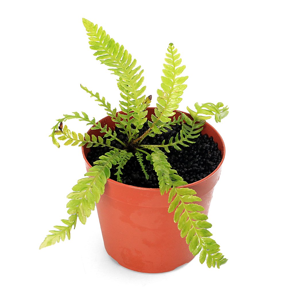 ニューカレドニア固有の水生シダ植物です！一点物　ブレクナム　オブツサタム　フランシー　タイプB（1株）（405709）撮影日2026年5月14日※画像より成長してのお届けとなる場合がございます。ご了承の上お買い求めください。発送サイズ（2．5号ポット）直径約7．5cm程度残留農薬状態無農薬別名-学名（※）Blechnum　obtusatum　var　francii（※）…改良品種や学名が不明の種は流通名での記載の場合があります。分類シシガシラ科（Blechnaceae）ヒリュウシダ属（Blechnum）分布ニューカレドニアどんな種類？アクアライフで紹介されて脚光を浴びたニューカレドニア固有種のシダ植物です。流通量が少なく、長期維持の育成方法もあまり確立されていない栽培難種です。水中で育成することが出来、60cm水槽で3000lm程度の光量、CO2の添加あり、軟水の環境であれば維持することが出来ます。新しい水を好む傾向があり、水換えの頻度を上げるなどが効果的かと思います。弊社では水上ミスト管理を行っております。育成要件＆データ育成難易度　→　★★★★☆光量　　　　　→　60cm20W3灯以上（2400lm〜3200lm）CO2　　　　 →　1滴／3秒（60cm標準水槽相当）pH　　　　　　→　5〜7GH　　　　 　 →　0〜6kH　　　　　　→　0〜6温度　　　　　→　20〜26度底砂　　　　　→　ソイル、砂、大磯推奨水槽　　→　30cm以上植栽位置　　→　前□■■■□後草姿　　　　　→　シダ系最大草姿　　→　−生長速度　　→　超遅め増殖方法　　→　地下茎※…育成環境は一例です。必ずしもこの環境下であれば育つことを確約するものではございません。注意※表記サイズは1株（1ポット）でのおおよその目安です。育成環境や、成長の度合いにより最大サイズは異なります。※出荷時に最低限の処理のみ行わせていただきます。※枯れ葉や葉の黒ずみ、キズ・欠けがある状態での発送となる場合があります。※お届けする時期により成長度合いなど画像と異なる場合がございます。※本商品は水上ミスト管理を行っております。Leaf　CO2　ボンベ　74g　1本　お一人様3点限り　炭酸ボンベ　汎用品　新瓶　二酸化炭素　水草育成　水草　水草水槽魚が簡単に飼える　リーフプロソイル　ノーマル　3L　熱帯魚　用品　お一人様9点限り（熱帯魚）オトシンクルス（3匹）　北海道航空便要保温（エビ・貝）おまかせカノコ貝（3匹）（水草）おまかせ水草詰め合わせパック　6種（計60本）（水上葉）（無農薬）（1パック）水草トリミング3点セット（水草）置くだけ簡単　ゼオライトリング（グレー）おまかせ水草5種（水上葉）（無農薬）（計5個）（水草）ミニサイズ　Plants　Arrangement　ザ　ボンサイ（水上葉）（無農薬）（1個）（熱帯魚）ビギナー向けおまかせコリドラス（5匹）　北海道航空便要保温 … PF_SPQ　sfset　_aqua　熱帯魚　水草　all_plants　RS　ブレクナムオブツサタムフランシー　タイプB　太葉　Blechnum　obtusatum　var　francii　陰性水草　低光量　しだ　羊歯　シシガシラ科　Blechnaceae　ヒリュウシダ属　Blechnum　ニューカレドニア　20260612　y26m06　2026tuuki■この商品をお買い上げのお客様は、下記商品もお買い上げです。※この商品には付属しません。■Leaf　CO2　ボンベ　74g　1本　お一人様3点限り　炭酸ボンベ　汎用品　新瓶　二酸化炭素　水草育成　水草　水草水槽魚が簡単に飼える　リーフプロソイル　ノーマル　3L　熱帯魚　用品　お一人様9点限り（熱帯魚）オトシンクルス（3匹）　北海道航空便要保温（エビ・貝）おまかせカノコ貝（3匹）（水草）おまかせ水草詰め合わせパック　6種（計60本）（水上葉）（無農薬）（1パック）水草トリミング3点セット（水草）置くだけ簡単　ゼオライトリング（グレー）おまかせ水草5種（水上葉）（無農薬）（計5個）（水草）ミニサイズ　Plants　Arrangement　ザ　ボンサイ（水上葉）（無農薬）（1個）（熱帯魚）ビギナー向けおまかせコリドラス（5匹）　北海道航空便要保温