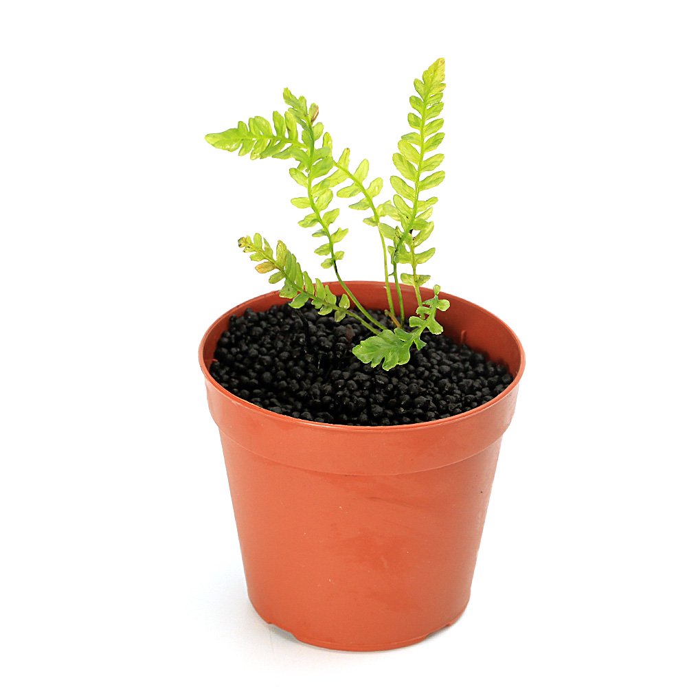 ニューカレドニア固有の水生シダ植物です！一点物　ブレクナム　オブツサタム　フランシー　タイプB（1株）（405710）撮影日2026年5月14日※画像より成長してのお届けとなる場合がございます。ご了承の上お買い求めください。発送サイズ（2．5号ポット）直径約7．5cm程度残留農薬状態無農薬別名-学名（※）Blechnum　obtusatum　var　francii（※）…改良品種や学名が不明の種は流通名での記載の場合があります。分類シシガシラ科（Blechnaceae）ヒリュウシダ属（Blechnum）分布ニューカレドニアどんな種類？アクアライフで紹介されて脚光を浴びたニューカレドニア固有種のシダ植物です。流通量が少なく、長期維持の育成方法もあまり確立されていない栽培難種です。水中で育成することが出来、60cm水槽で3000lm程度の光量、CO2の添加あり、軟水の環境であれば維持することが出来ます。新しい水を好む傾向があり、水換えの頻度を上げるなどが効果的かと思います。弊社では水上ミスト管理を行っております。育成要件＆データ育成難易度　→　★★★★☆光量　　　　　→　60cm20W3灯以上（2400lm〜3200lm）CO2　　　　 →　1滴／3秒（60cm標準水槽相当）pH　　　　　　→　5〜7GH　　　　 　 →　0〜6kH　　　　　　→　0〜6温度　　　　　→　20〜26度底砂　　　　　→　ソイル、砂、大磯推奨水槽　　→　30cm以上植栽位置　　→　前□■■■□後草姿　　　　　→　シダ系最大草姿　　→　−生長速度　　→　超遅め増殖方法　　→　地下茎※…育成環境は一例です。必ずしもこの環境下であれば育つことを確約するものではございません。注意※表記サイズは1株（1ポット）でのおおよその目安です。育成環境や、成長の度合いにより最大サイズは異なります。※出荷時に最低限の処理のみ行わせていただきます。※枯れ葉や葉の黒ずみ、キズ・欠けがある状態での発送となる場合があります。※お届けする時期により成長度合いなど画像と異なる場合がございます。※本商品は水上ミスト管理を行っております。Leaf　CO2　ボンベ　74g　1本　お一人様3点限り　炭酸ボンベ　汎用品　新瓶　二酸化炭素　水草育成　水草　水草水槽魚が簡単に飼える　リーフプロソイル　ノーマル　3L　熱帯魚　用品　お一人様9点限り（熱帯魚）オトシンクルス（3匹）　北海道航空便要保温（エビ・貝）おまかせカノコ貝（3匹）（水草）おまかせ水草詰め合わせパック　6種（計60本）（水上葉）（無農薬）（1パック）水草トリミング3点セット（水草）置くだけ簡単　ゼオライトリング（グレー）おまかせ水草5種（水上葉）（無農薬）（計5個）（水草）ミニサイズ　Plants　Arrangement　ザ　ボンサイ（水上葉）（無農薬）（1個）（熱帯魚）ビギナー向けおまかせコリドラス（5匹）　北海道航空便要保温 … PF_SPQ　sfset　_aqua　熱帯魚　水草　all_plants　RS　ブレクナムオブツサタムフランシー　タイプB　太葉　Blechnum　obtusatum　var　francii　陰性水草　低光量　しだ　羊歯　シシガシラ科　Blechnaceae　ヒリュウシダ属　Blechnum　ニューカレドニア　20260612　y26m06　2026tuuki■この商品をお買い上げのお客様は、下記商品もお買い上げです。※この商品には付属しません。■Leaf　CO2　ボンベ　74g　1本　お一人様3点限り　炭酸ボンベ　汎用品　新瓶　二酸化炭素　水草育成　水草　水草水槽魚が簡単に飼える　リーフプロソイル　ノーマル　3L　熱帯魚　用品　お一人様9点限り（熱帯魚）オトシンクルス（3匹）　北海道航空便要保温（エビ・貝）おまかせカノコ貝（3匹）（水草）おまかせ水草詰め合わせパック　6種（計60本）（水上葉）（無農薬）（1パック）水草トリミング3点セット（水草）置くだけ簡単　ゼオライトリング（グレー）おまかせ水草5種（水上葉）（無農薬）（計5個）（水草）ミニサイズ　Plants　Arrangement　ザ　ボンサイ（水上葉）（無農薬）（1個）（熱帯魚）ビギナー向けおまかせコリドラス（5匹）　北海道航空便要保温