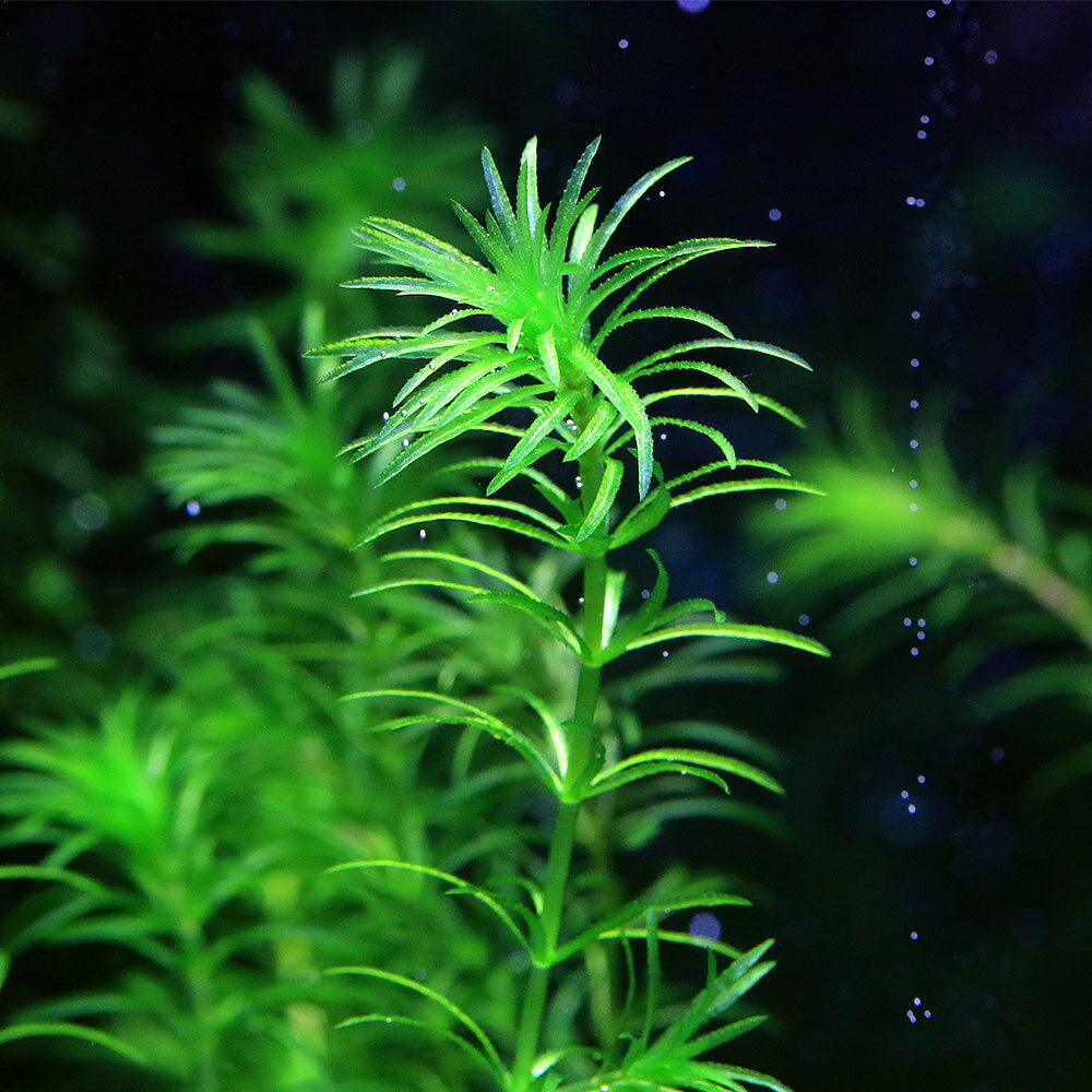 （水草）クロモ　スラウェシ　モラモ産（水中葉）（無農薬）（3本）
