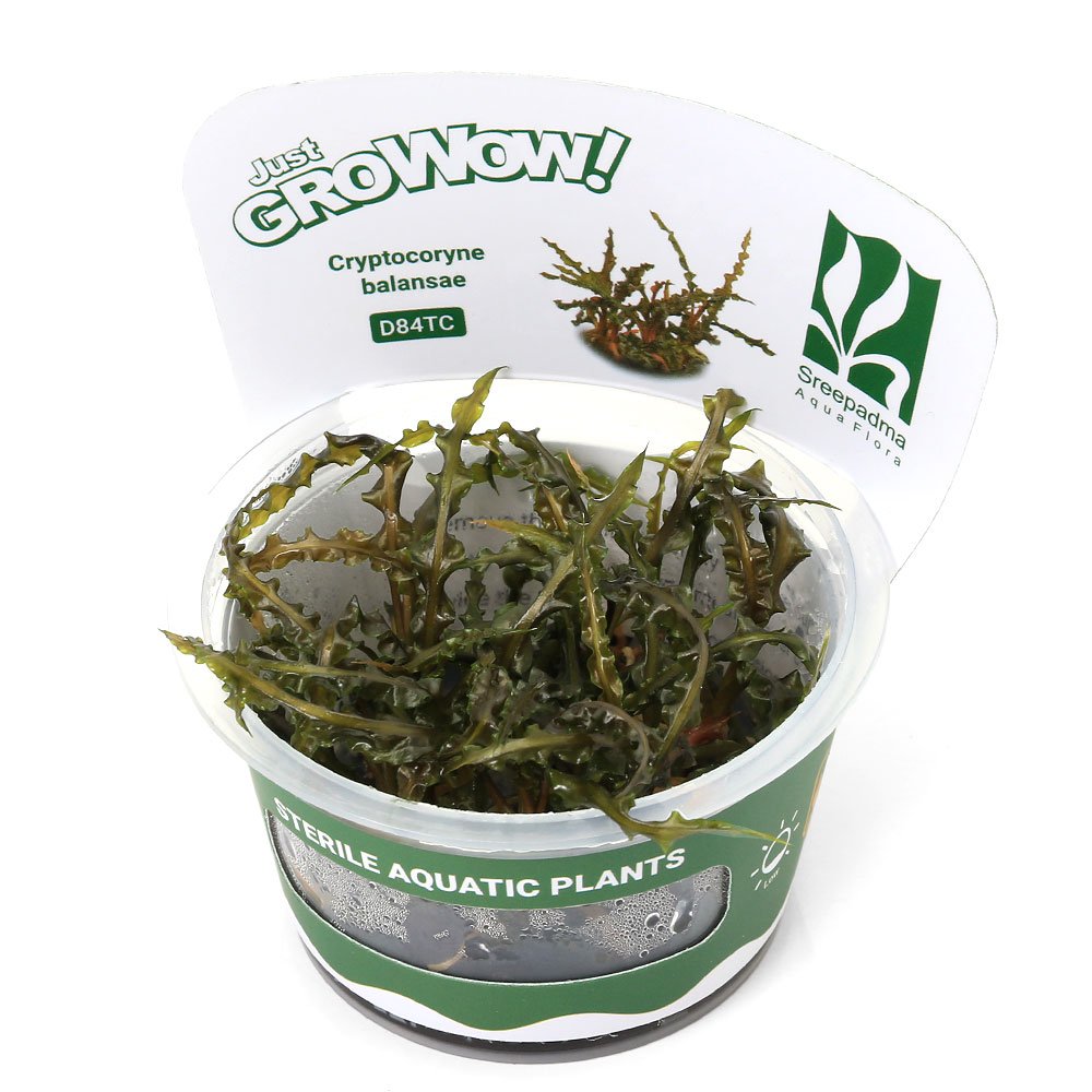 組織培養で育てられた水草です！完全無農薬で、エビにも安心！組織培養GROWOW！　クリプトコリネ　バランサエ販売単位1カップ発送サイズカップサイズ　直径約6cm残留農薬無農薬分類サトイモ科（Araceae）クリプトコリネ属（Cryptocoryne）別名—分布東南アジア学名Cryptocoryne Crispatula var.balansae（※）…改良品種や学名が不明の種は流通名での記載の場合があります。どんな種類？育成難易度　→　★★★☆☆サトイモ科(Araceae)の植物。凸凹な葉を持つ細葉系クリプトの代表種です。環境により深緑~茶色まで幅広い色彩変異が楽しめます。また水質などにも幅広く対応し、丈夫なのでクリプトコリネの入門種としてお勧めです。大磯からソイルまで幅広く底砂は使えます。新品のソイルなどに植える場合は溶けることが多いですが、新しい環境に適応する葉をすぐに展開し始めます。レイアウトなどでは後景草として使います。葉は最大で50cm以上になるので60cm水槽以上がお勧めです。クリプトコリネ(Cryptocoryne)は東南アジア原産の注水~湿性植物です。現地では上流~下流、湿地のような所から清流や小さな小川まで幅広く分布しています。また雨季と乾季がある場所に生えているものも多く、水中~水上を切り替えて生活しています。サトイモ科の植物は仏炎苞の花を咲かせますが、クリプトコリネはその中でも独特な形をしており魅入られる人も多いです。産地の違いや環境により非常に多彩な一面を見せてくれるのも魅力の一つといえます。水草として使う場合レイアウトの隙間をうまく埋めてくれる素材として優秀です。陰性植物として幅広い使い方が出来ますが、環境のいい状況で育てると見応えのある姿に育ってくれます。育成要件＆データ光量（LED）　　　　　→　60cm20W1灯以上（800lm）CO2　　　　 →　1滴／3秒（60cm標準水槽相当）pH　　　　　　→　5〜7GH　　　　 　 →　0〜6kH　　　　　　→　0〜6温度　　　　　→　20〜28度底砂　　　　　→　ソイル、大磯植栽位置　　→　前□□■■■後草姿　　　　　→　サトイモ系最大草姿　　→　高さ60cm以上生長速度　　→　遅め増殖方法　　→　地下根※…育成環境は一例です。必ずしもこの環境下であれば育つことを確約するものではございません。注意※表記サイズは1株（1本）でのおおよその目安です。育成環境や、成長の度合いにより最大サイズは異なります。Plants　Green　プランツグリーン　250ml　（水草の栄養液）（熱帯魚）オトシンクルス（3匹）　北海道航空便要保温（エビ）ミナミヌマエビ（10匹）（＋1割おまけ）（エビ・貝）カラーサザエ石巻貝　選別済（3匹）Fe　Energy（エフイーエナジー）　400g　5mm　（水草の栄養素）日本動物薬品　ニチドウ　水草が育つCO2リキッド　2本入　（緑） … PF_SPQ　水草　中景草　後景草　組織培養　カップ　陰性水草　低光量　縮れた　サトイモ科　Araceae　クリプトコリネ属　Cryptocoryne Cryptocoryne Crispatula var.balansae クリプト　GROWOW！　20260605　DN　y26m06■この商品をお買い上げのお客様は、下記商品もお買い上げです。※この商品には付属しません。■Plants　Green　プランツグリーン　250ml　（水草の栄養液）（熱帯魚）オトシンクルス（3匹）　北海道航空便要保温（エビ）ミナミヌマエビ（10匹）（＋1割おまけ）（エビ・貝）カラーサザエ石巻貝　選別済（3匹）Fe　Energy（エフイーエナジー）　400g　5mm　（水草の栄養素）日本動物薬品　ニチドウ　水草が育つCO2リキッド　2本入　（緑）