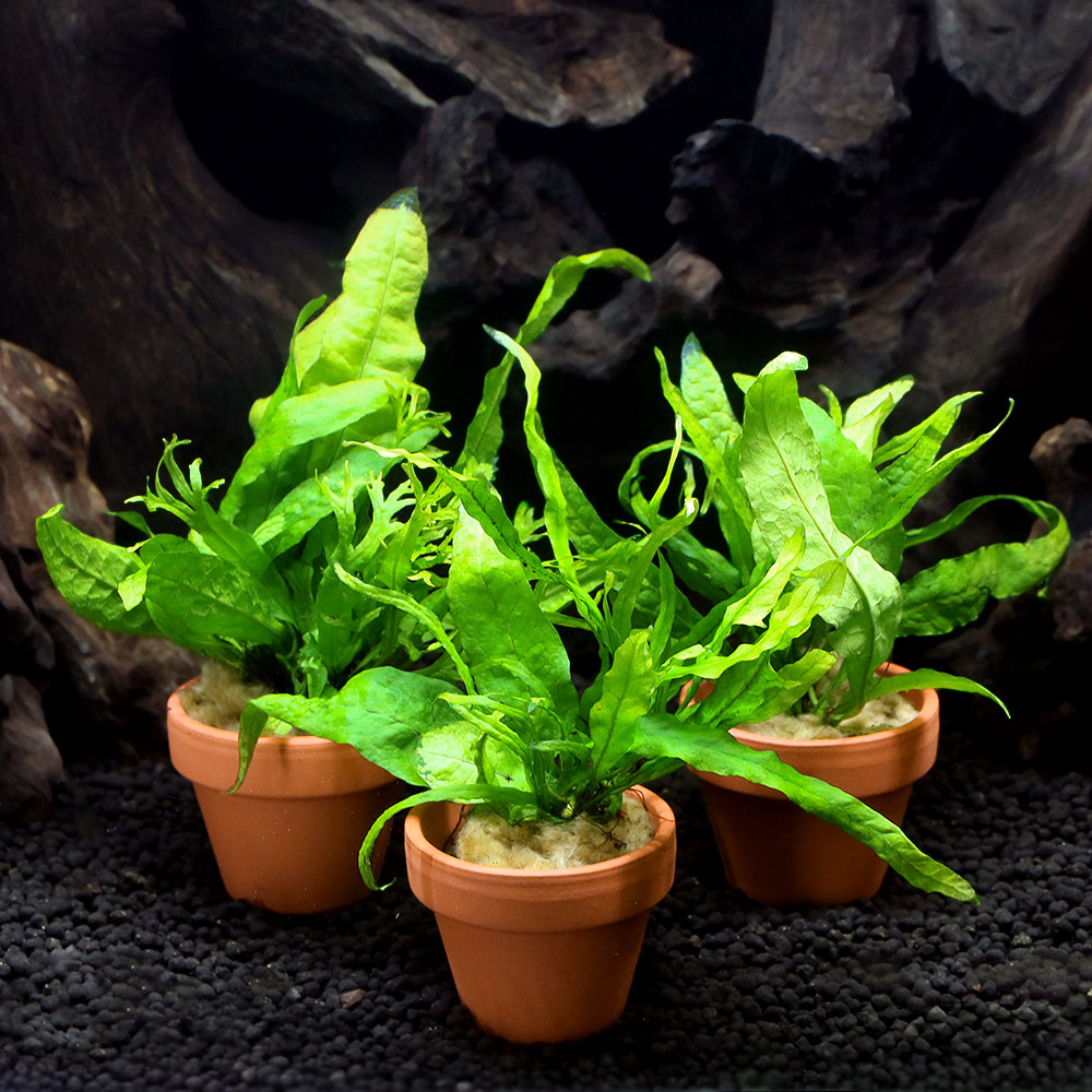 レア種ミクロソリウムが3種入った寄せ植えです！置くだけ簡単！ミニ素焼き鉢　寄せ植えミックス　Ver．　レア種ミクロソリウム　ミックス（水中葉）（1鉢）発送サイズ10cm〜15cm販売名ミニ素焼き鉢　寄せ植えミックス　Ver．　レア種ミクロソリウム分類ウラボシ科（Polypodiaceae）ヌカボシクリハラン属（Microsorium）どんな種類？育成難易度　→　★★☆☆☆ 最も一般的に流通しているミクロソリウムの仲間です。 着生（張り付く）する性質と生長が遅い点から、レイアウトで長期維持が可能な点もポイントです。 石や流木に着生させると、趣のある自然な景観をつけることが出来ます。強健な種類で水質に幅広く対応し、低光量にも強く、CO2の添加も必要ないことから幅広い用途に使用できる種類です。弱アルカリ性から弱酸性に対応しますが、中性で高度が若干ある環境がもっとも理想的です。 育成していると新芽の部分が薄く透けたようになりますが、健全に育っている証拠ですので特に何もする必要はありません。定期的に古い葉と込み合った部分の葉を取り除く事により、整った容姿にすることができます。生長が遅く、1度コケが発生すると取り除くのが困難になりますので、ヤマトヌマエビ等を多めに入れて予防することも有効です。砂やソイルに植えると根茎の通水性の確保が出来ずに溶けてしまう場合があるので、何かに活着させるとよいでしょう。気をつける所としては、通称シダ病と呼ばれるミクロソリウム特有の病気があり、葉が茶黒くなり一気に枯れてしまう症状が出る場合があります。一般的に水温が28度以上、根茎近くに水の淀みが発生している等の場合に発症しやすいと言われています。対策としては、水温を下げる（クーラーの設置）、通水性の確保（葉を間引く）などが有効です。流木ごと取り出して、水の中で濯ぐのも有効です。もし発生してしまった場合は、発生した葉と触れた可能性がある葉も全て取り去る等、思い切った対策が必要です。育成要件＆データ光量　　　　　→　60cm20W3灯以上 CO2　　　　 →　1滴／3秒（60cm標準水槽相当） pH　　　　　　→　5〜7．5pH GH　　　　 　 →　0〜6 kH　　　　　　→　0〜6 温度　　　　　→　20〜28度 底砂　　　　　→　ソイル、砂、大磯植栽位置　　→　前□□■■□後 草姿　　　　　→　シダ、活着系 生長速度　　→　遅い 増殖方法　　→　株分け ※…育成環境は一例です。必ずしもこの環境下であれば育つことを確約するものではございません。注意 ※複数個ご注文の場合は、在庫状況により水草の種類が重複する場合がございます。予めご了承下さい。※また、セットに含まれる水草の種類の指定や問い合わせに関してはお受けできません。 ※表記サイズは1株（1本）でのおおよその目安です。育成環境や、成長の度合いにより最大サイズは異なります。 ※入荷状況等により、ポットなし1ポット分での発送となる場合がございます。 ※ポットのウール又はスポンジに粒状の固形肥料が含まれることがあります。※水質に問題はございませんので安心してお使いください。 ※葉に折れ、または傷、黒ずみがある場合がございます。あらかじめご了承下さい。※鉢の中のウールにオレンジ色の粒が入っている場合がございますが、肥料ですのでご安心下さい。エーハイム　4in1（フォーインワン）　500ml　カルキ抜き　粘膜保護　重金属無毒化　白濁除去　水替えFe　Energy（エフイーエナジー）　アクア　濃縮タイプ　20mL　（水草の栄養液）（熱帯魚）オトシンクルス（3匹）　北海道航空便要保温（熱帯魚）（水草）ネオンテトラ（10匹）　＋おまかせ水上葉3種セット　計10本　北海道航空便要保温（水草）おまかせ水草詰め合わせパック　6種（計60本）（水上葉）（無農薬）（1パック）（水草）おまかせ赤系エキノドルス　1種（水中葉）（無農薬）（1株）（水草）お試し　人気のモスボール　3種セット（水中葉）（無農薬）（各1個）（水草）置くだけ簡単　ゼオライトリング（グレー）おまかせ水草5種（水上葉）（無農薬）（計5個）水草用　コンディショナー　10g（20L用）　アクアリウム用品　Leafイオン交換樹脂　軟水用　1L　アクアリウム用品　Leaf … 熱帯魚　活着する水草　シダ　水草　ミクロソリウム　ミクロソリウムはこちら　wp_kywrd　陰性水草　低光量　greenplants　羊歯　040kk　レア種ミクロ　20260901　DN■この商品をお買い上げのお客様は、下記商品もお買い上げです。※この商品には付属しません。■エーハイム　4in1（フォーインワン）　500ml　カルキ抜き　粘膜保護　重金属無毒化　白濁除去　水替えFe　Energy（エフイーエナジー）　アクア　濃縮タイプ　20mL　（水草の栄養液）（熱帯魚）オトシンクルス（3匹）　北海道航空便要保温（熱帯魚）（水草）ネオンテトラ（10匹）　＋おまかせ水上葉3種セット　計10本　北海道航空便要保温（水草）おまかせ水草詰め合わせパック　6種（計60本）（水上葉）（無農薬）（1パック）（水草）おまかせ赤系エキノドルス　1種（水中葉）（無農薬）（1株）（水草）お試し　人気のモスボール　3種セット（水中葉）（無農薬）（各1個）（水草）置くだけ簡単　ゼオライトリング（グレー）おまかせ水草5種（水上葉）（無農薬）（計5個）水草用　コンディショナー　10g（20L用）　アクアリウム用品　Leafイオン交換樹脂　軟水用　1L　アクアリウム用品　Leaf