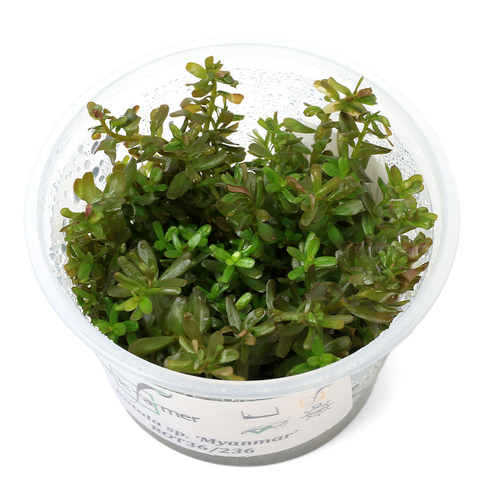（水草）組織培養　ATF　ロタラsp．ミャンマー（無農薬）（1カップ）