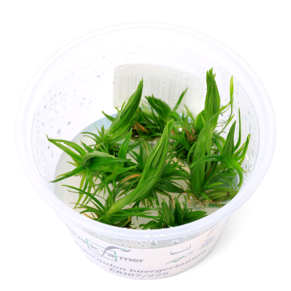 （水草）組織培養　ATF　オオホシクサ（無農薬）（1カップ）