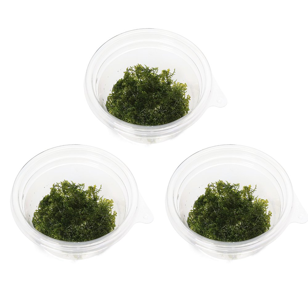 charm 3980 楽天市場店の（水草）モスsp．（国産）バラ（無農薬）（3カップ）｜アングル2