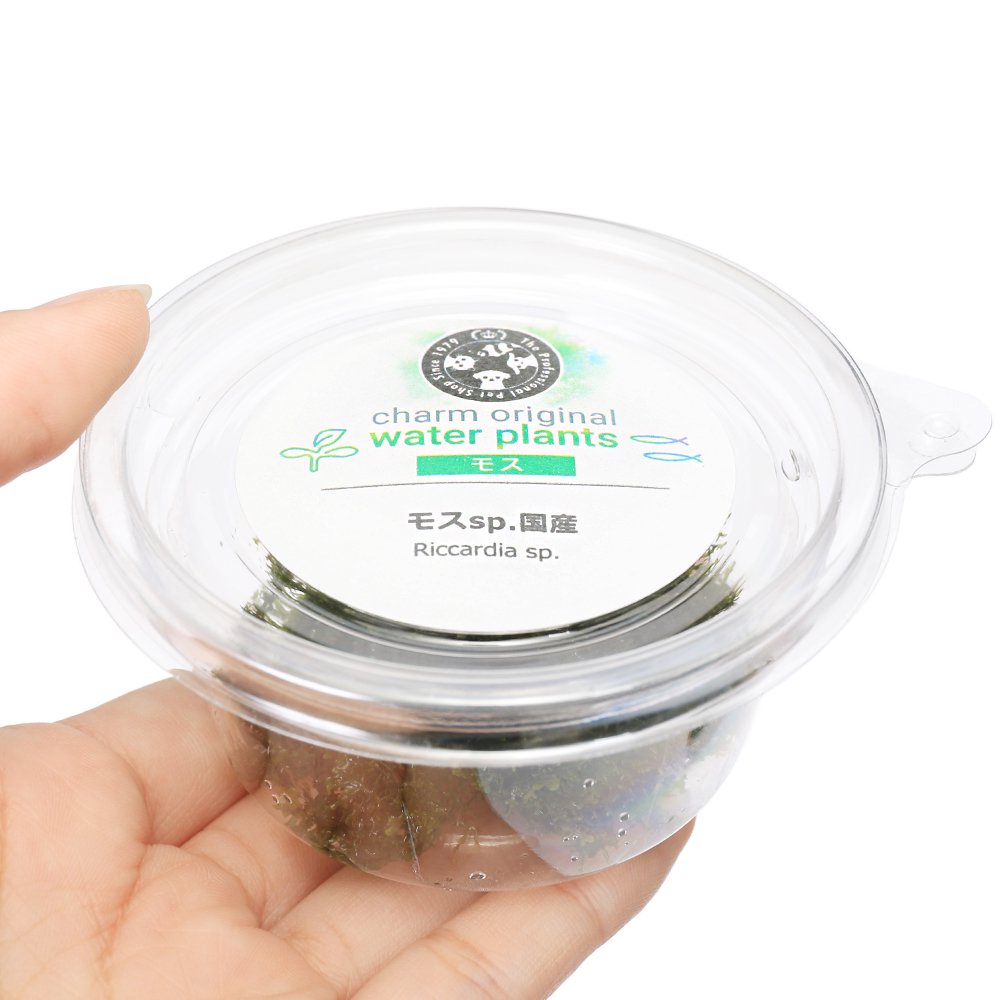 charm 3980 楽天市場店の（水草）モスsp．（国産）バラ（無農薬）（3カップ）｜アングル3