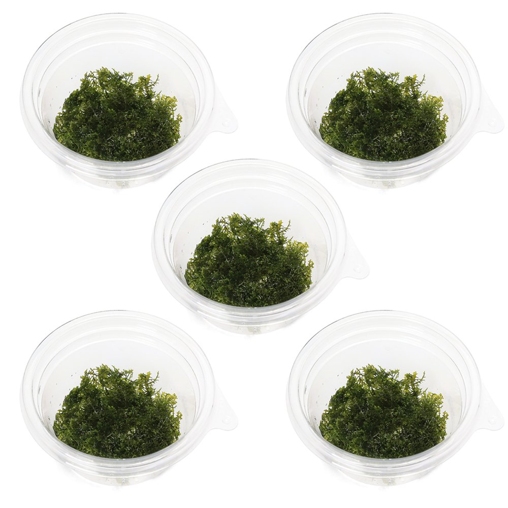 （水草）モスsp．（国産）バラ（無農薬）（5カップ） 2