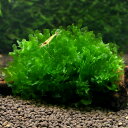 (水草)モスファン(無農薬)(3カップ)