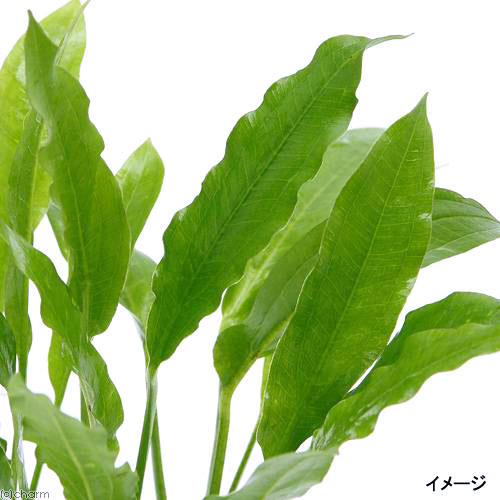 （水草）Sサイズ　ライフマルチ（茶）アマゾンソード（草丈15〜20cm前後）（4個）