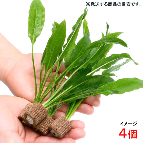 （水草）Sサイズ　ライフマルチ（茶）アマゾンソード（草丈15〜20cm前後）（4個）