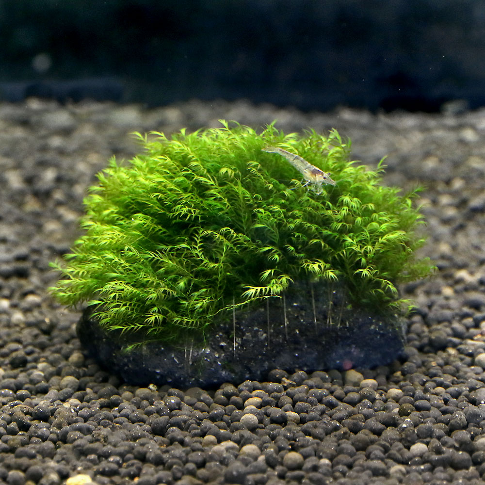 （水草）★育成済★　ウォーターフェザー　溶岩石SSサイズ（約8cm以下）（水中葉）（無農薬）（1個）