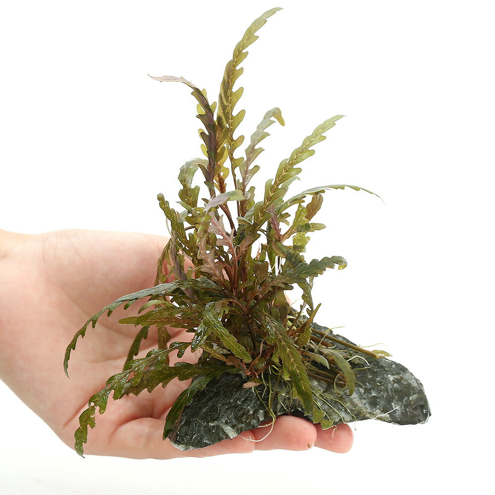 �ʿ���ˡ������ѡ����ϥ������ե��顡�ԥ�ʥƥ��ե����������С�8��12cm�ˡʿ����աˡ�̵�����ˡ�1�ġ�