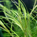 (水草)ポタモゲトン ガイー(水中葉)(無農薬)(10本)
