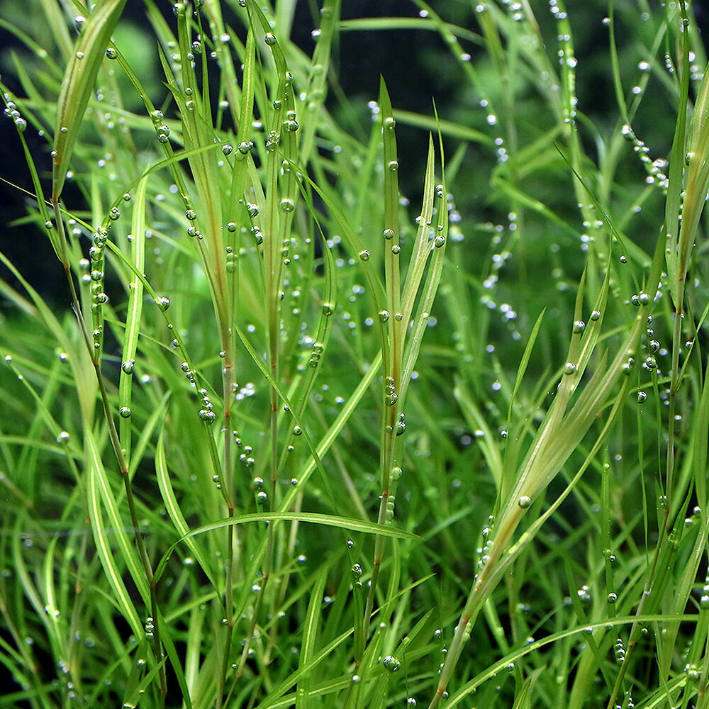 （水草）ポタモゲトン　ガイー（水中葉）（無農薬）（10本）