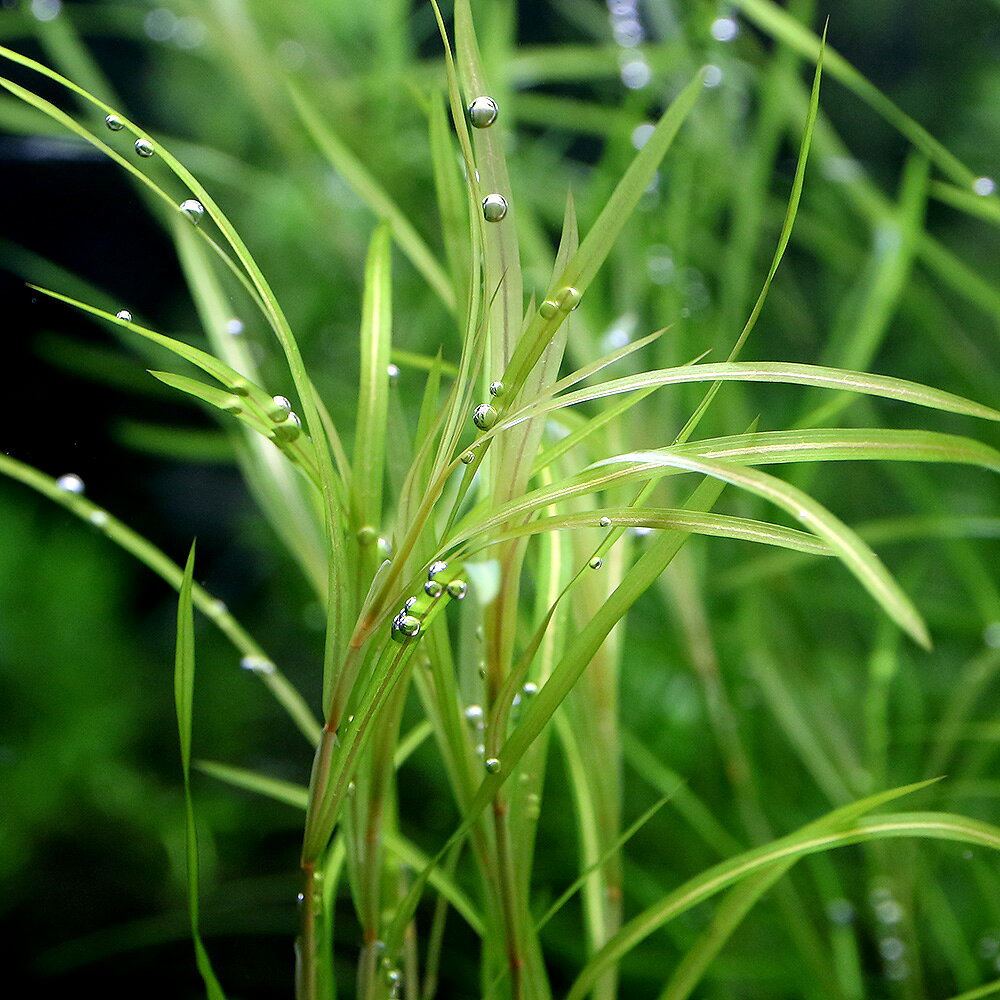 （水草）ポタモゲトン　ガイー（水中葉）（無農薬）（10本）