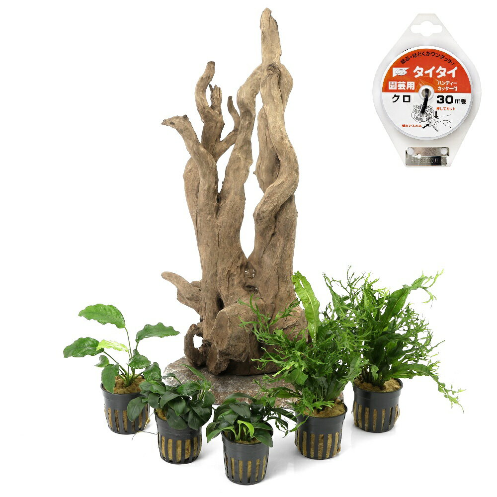 乐天商城 - （水草）一点物　レイアウト流木と水草セット　NO．83（水上葉）（1セット）本州四国限定