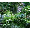 (水草)巻きたて 草たちの水景 風山石 Ver.ブセファランドラ(無農薬)(1個)
